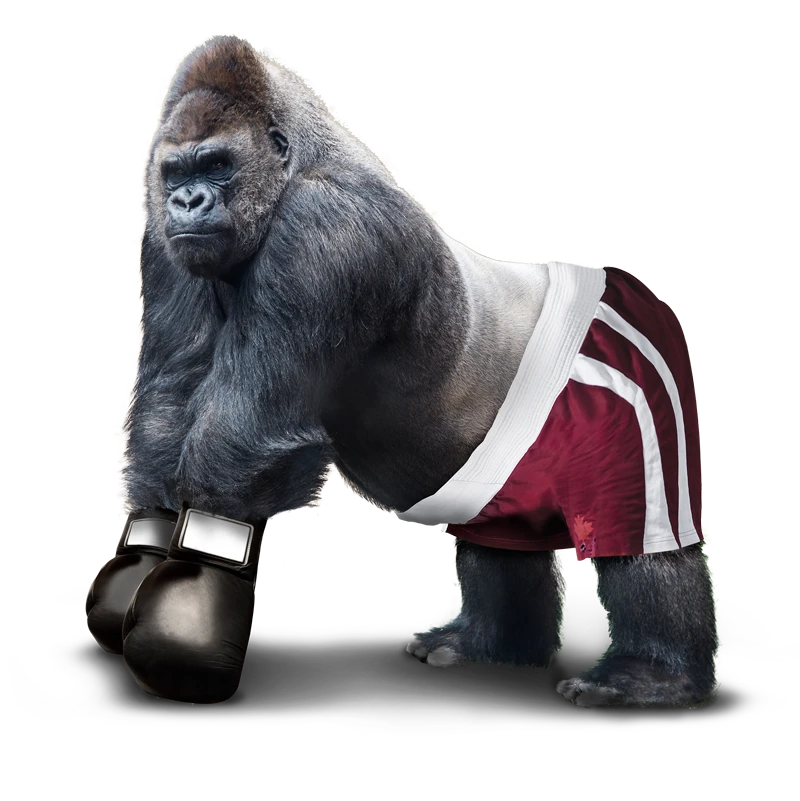 Design Agency Birmingham Gorilla Boxer Image